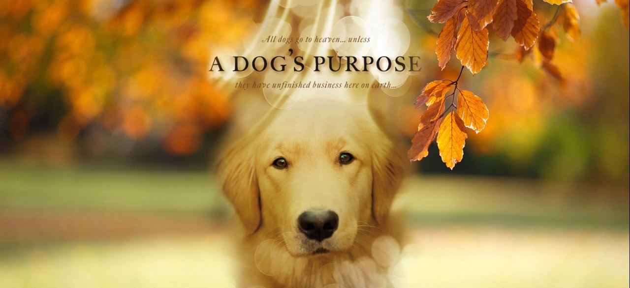 Watch A Dog's Purpose