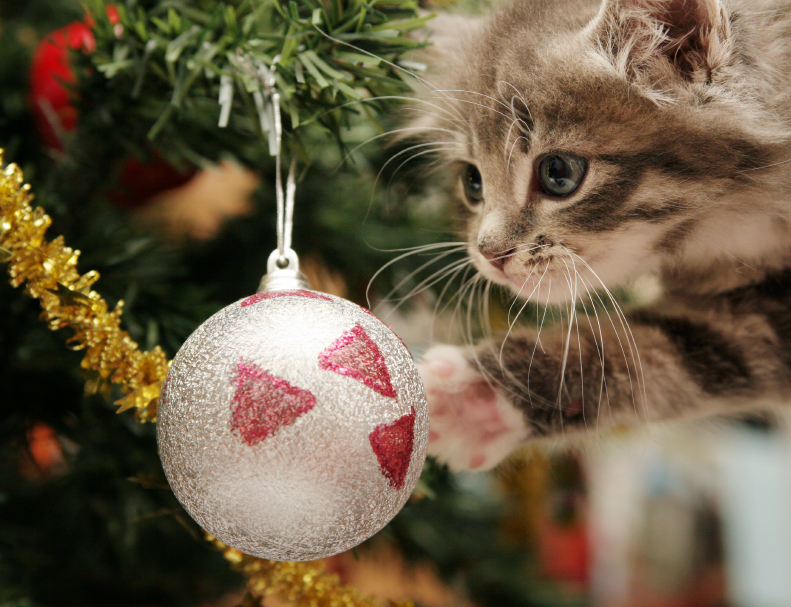 Watch A Kitten Christmas