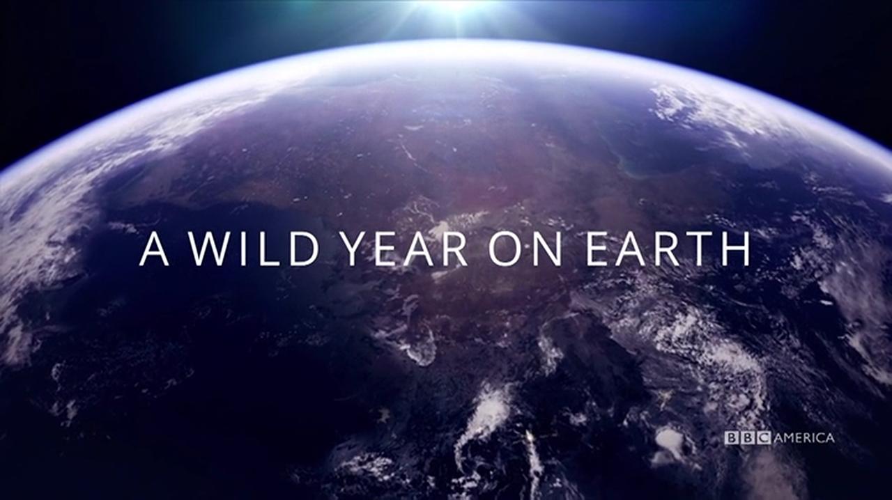 Watch A Wild Year on Earth - Season 1