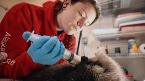Watch Alaska Animal Rescue - Season 1
