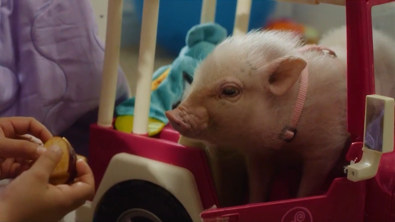 Watch Arlo: The Burping Pig