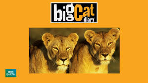 Watch Big Cat Diary - Season 2