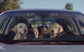 Watch Car Dogs