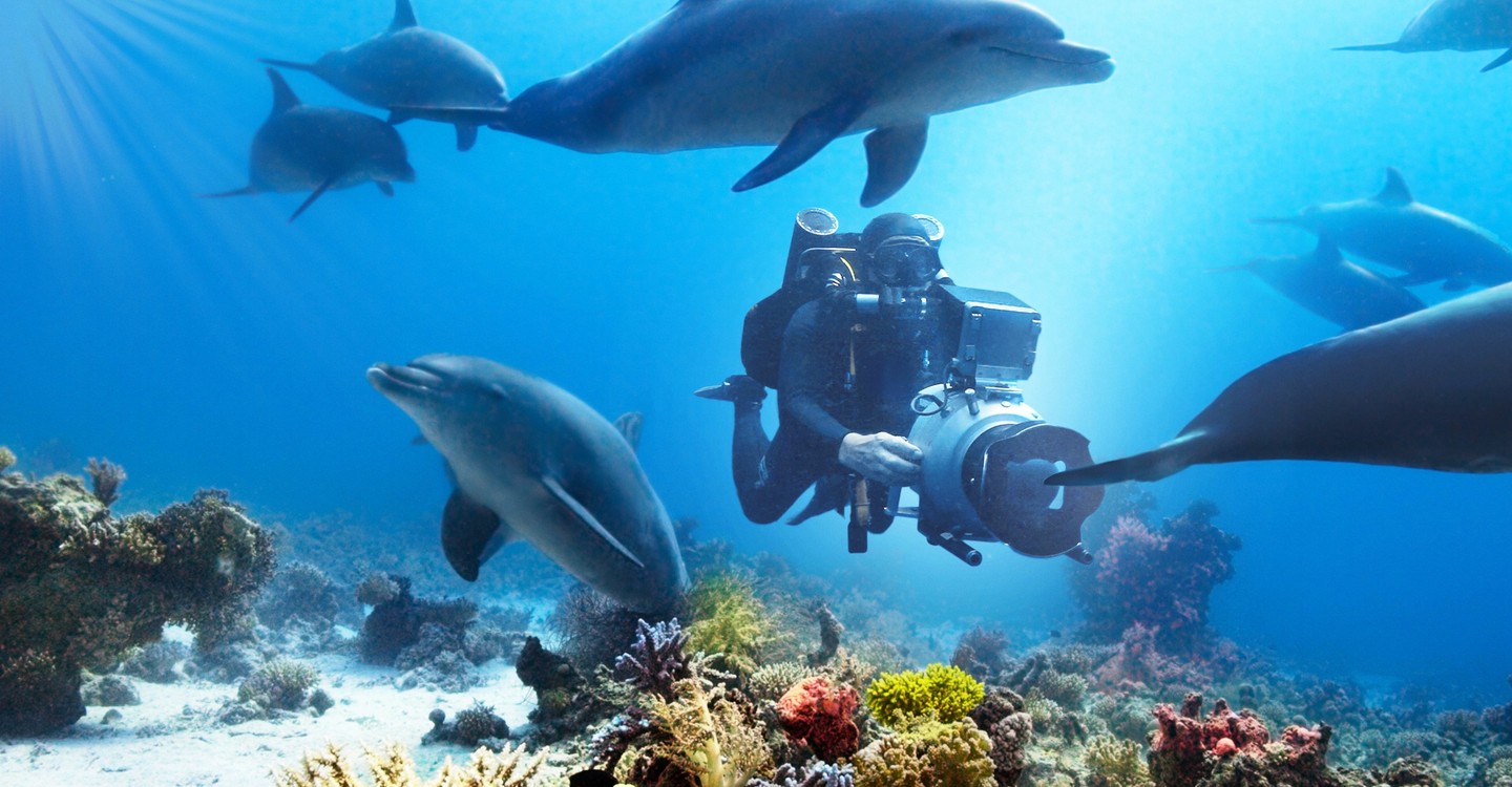 Watch Diving with Dolphins