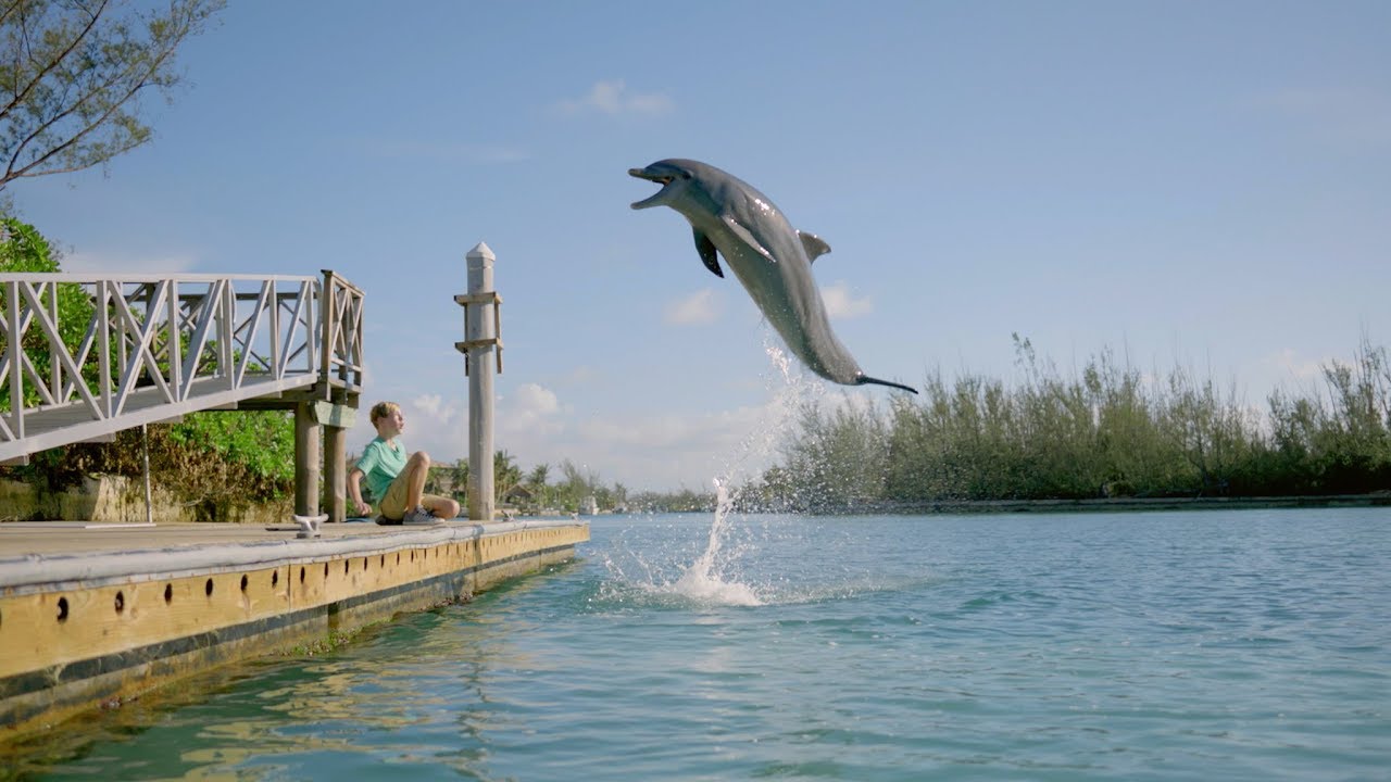 Watch Dolphin Kick