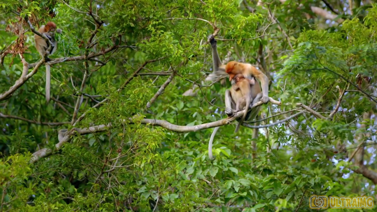 Watch Earth's Tropical Islands - Season 1