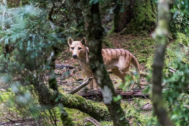 Watch Extinct or Alive: The Tasmanian Tiger