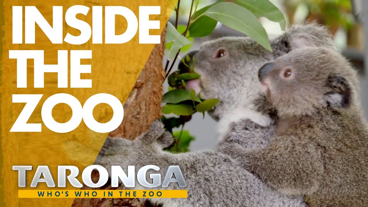 Watch Inside Taronga zoo - Season 2