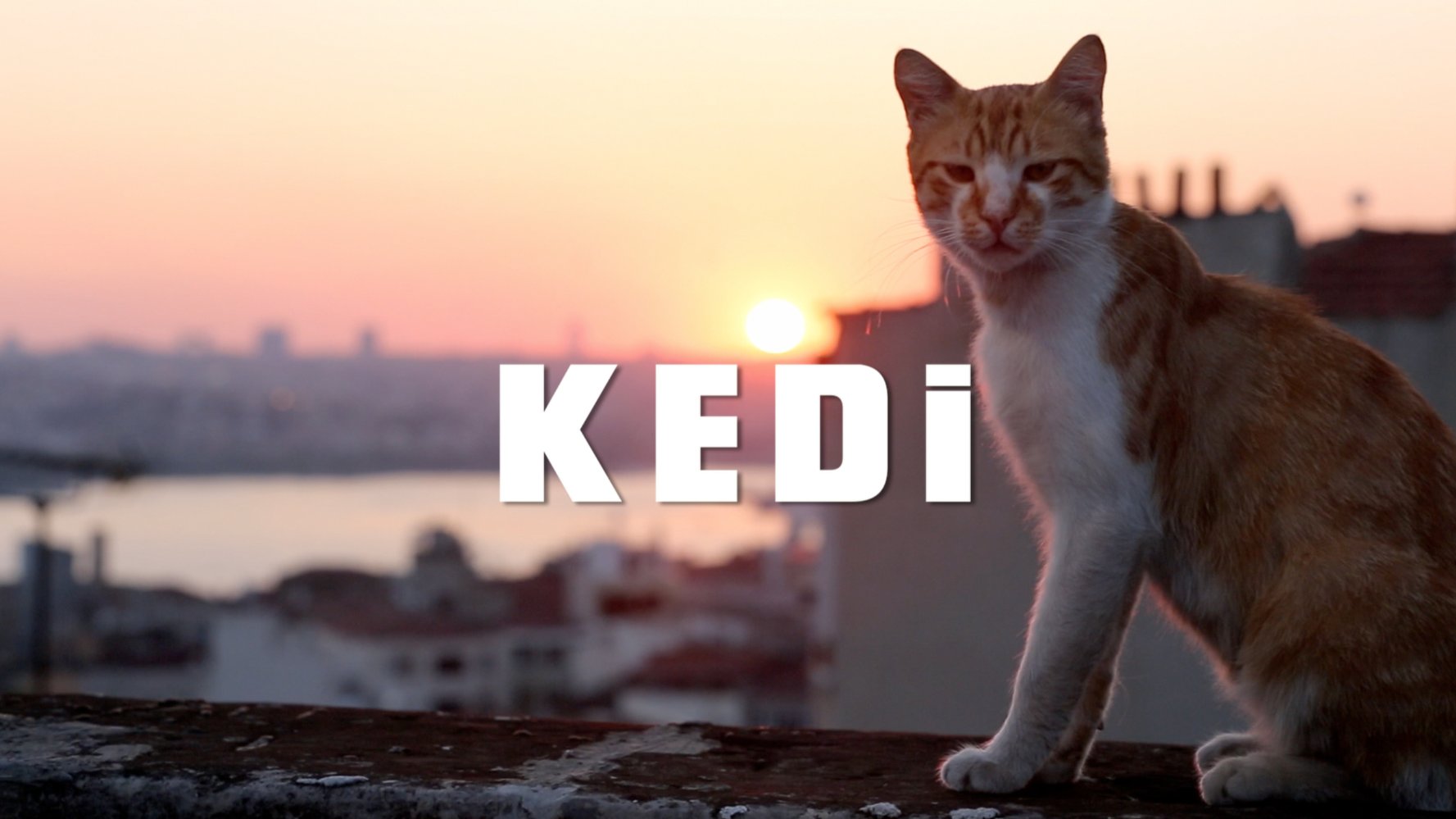 Watch Kedi