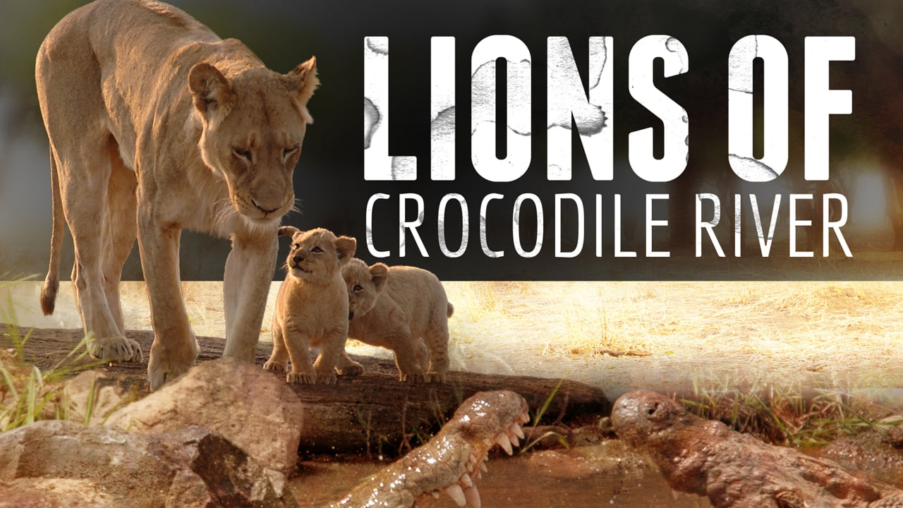 Watch Lions of Crocodile River