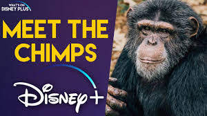 Watch Meet the Chimps - Season 1