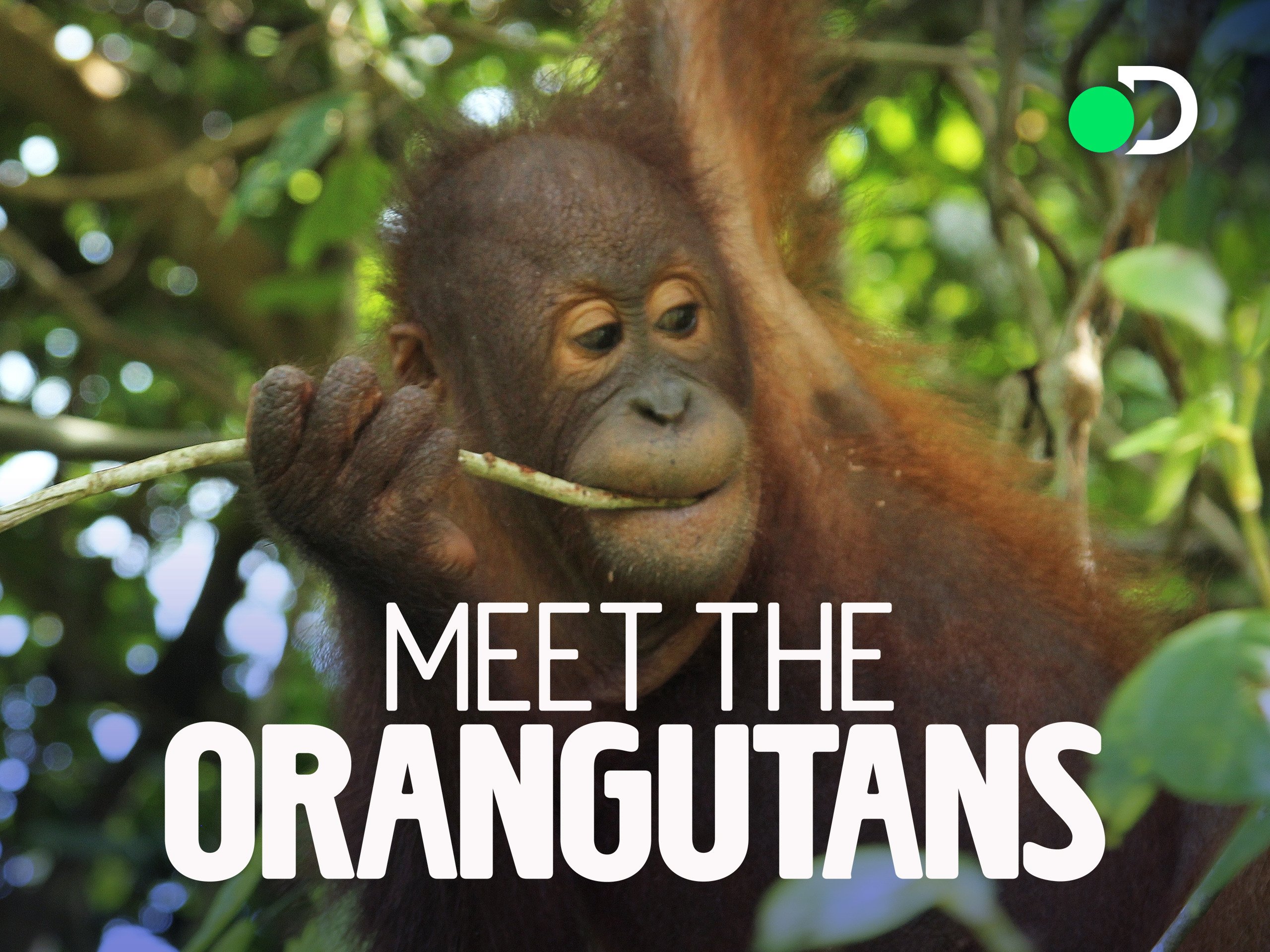 Watch Meet the Orangutans - Season 1