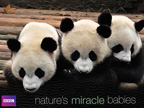 Watch Natures Miracle Babies - Season 1