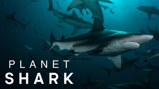 Watch Planet Shark - Season 1