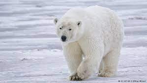 Watch Polar Bear