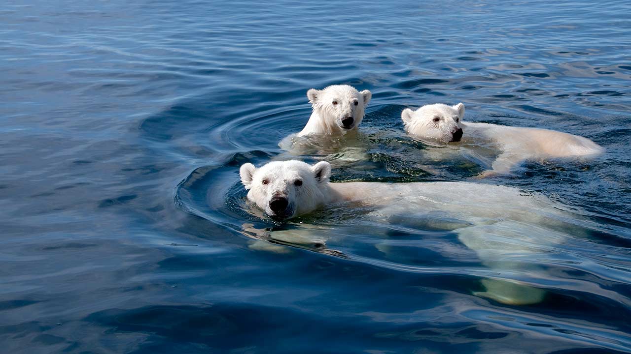Watch Polar Bears: A Summer Odyssey