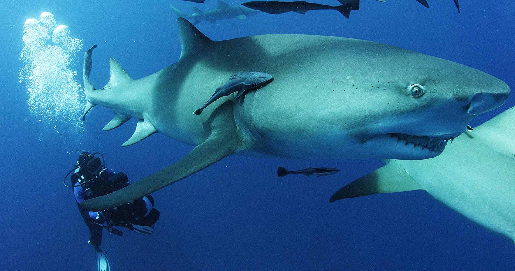 Watch Sharkwater Extinction