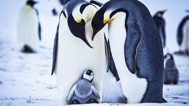 Watch Snow Chick: A Penguin's Tale