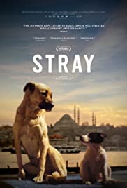 Stray (2020)