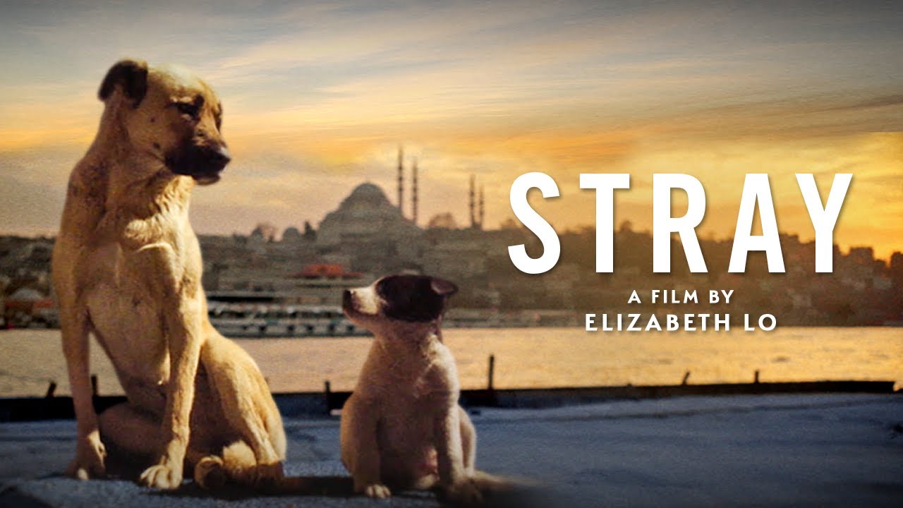 Watch Stray (2020)