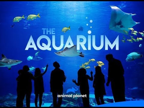 Watch The Aquarium - Season 2