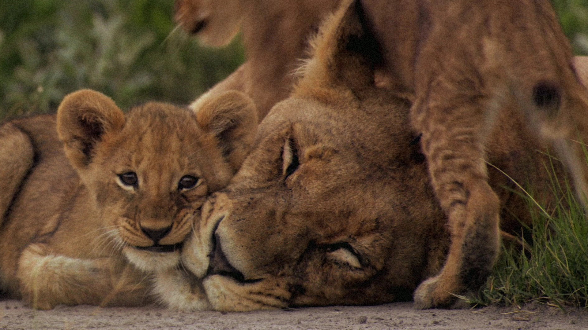 Watch The Last Lions