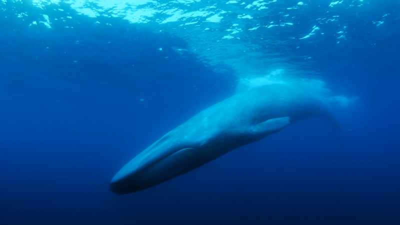 Watch The Loneliest Whale: The Search for 52