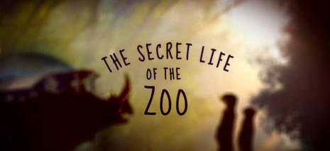 Watch The Secret Life of the Zoo - Season 11