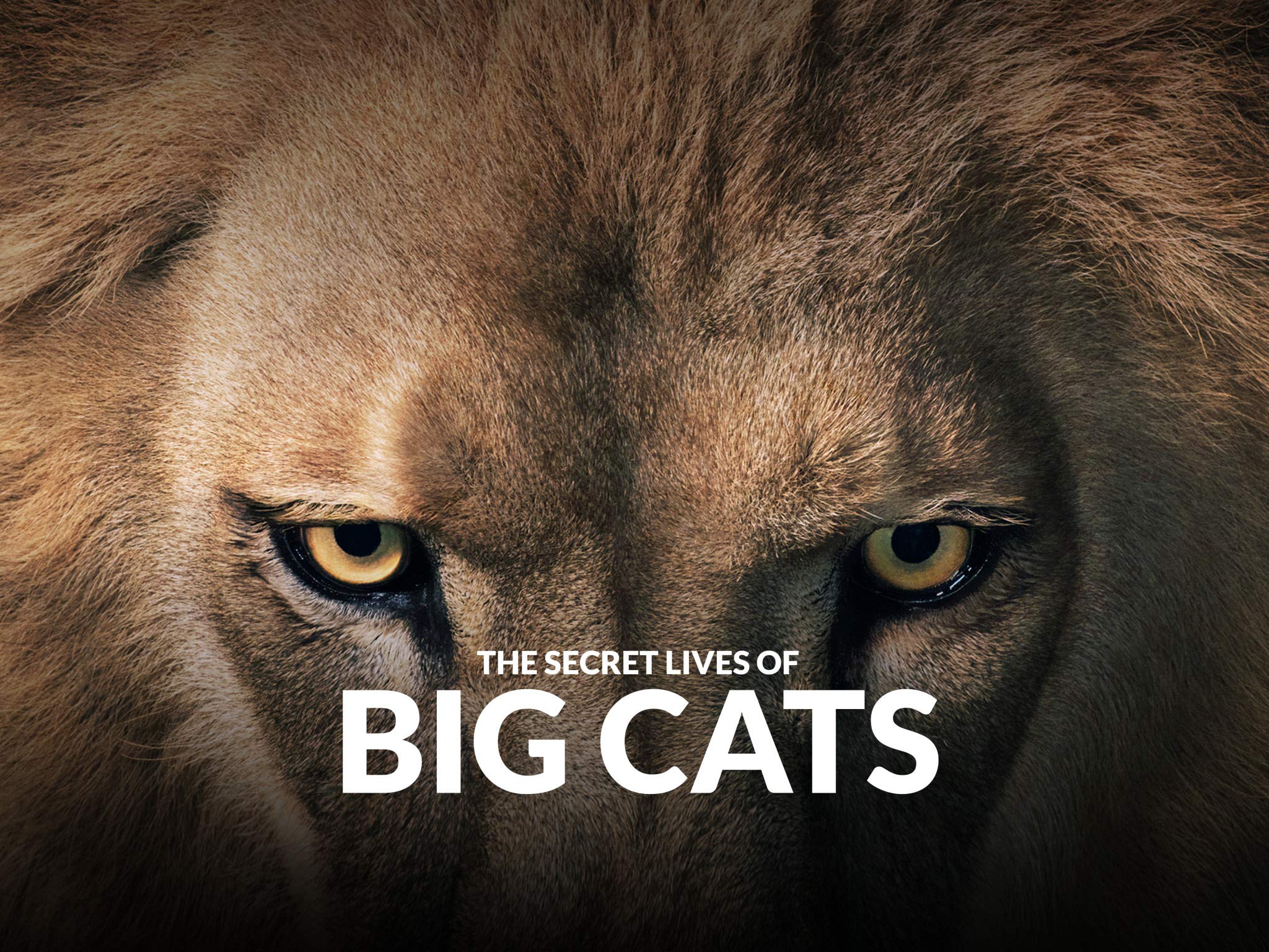 Watch The Secret Lives Of Big Cats - Season 1