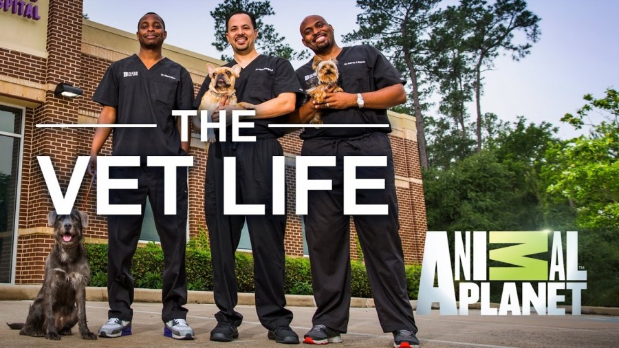 Watch The Vet Life - Season 2