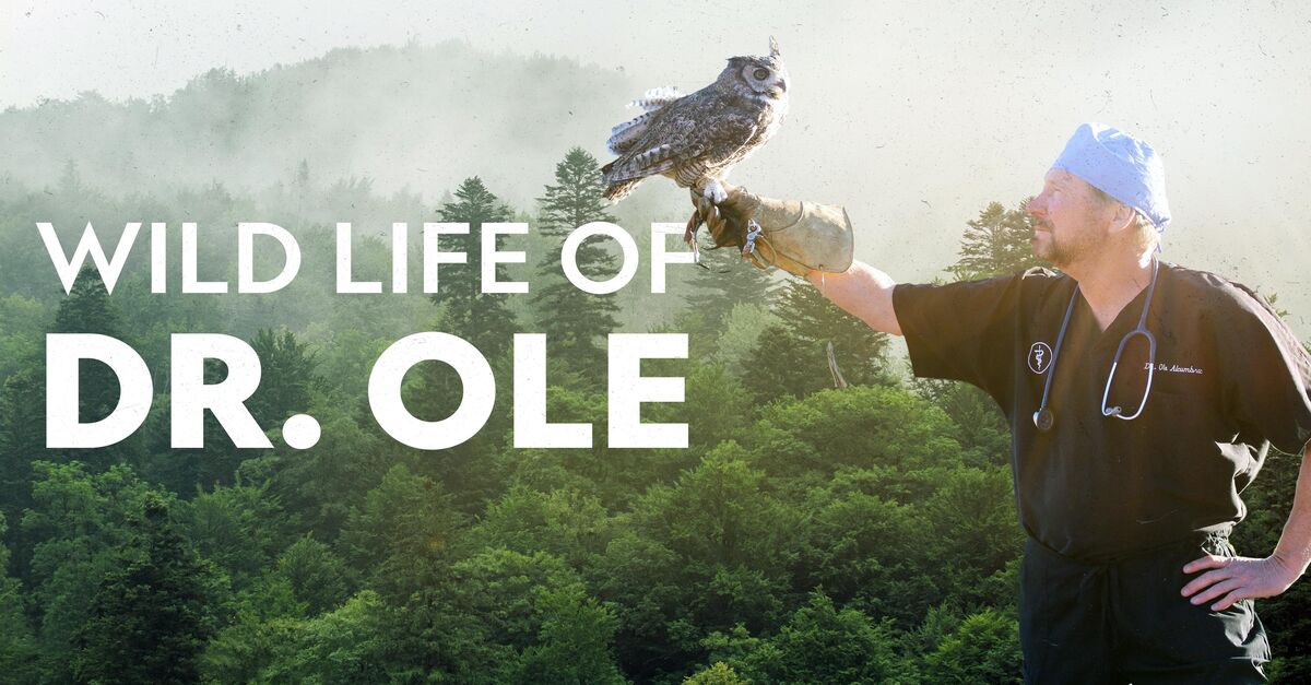 Watch The Wild Life of Dr. Ole - Season 1