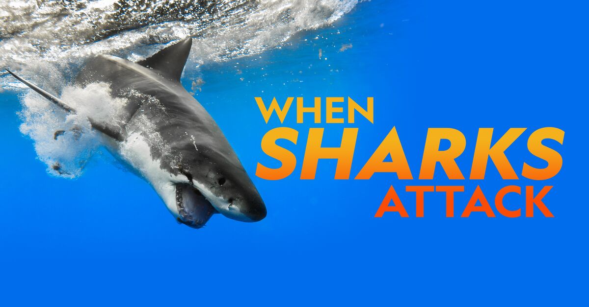Watch When Sharks Attack - Season 8
