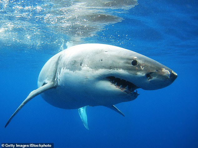 Watch World's Biggest Bull Shark?